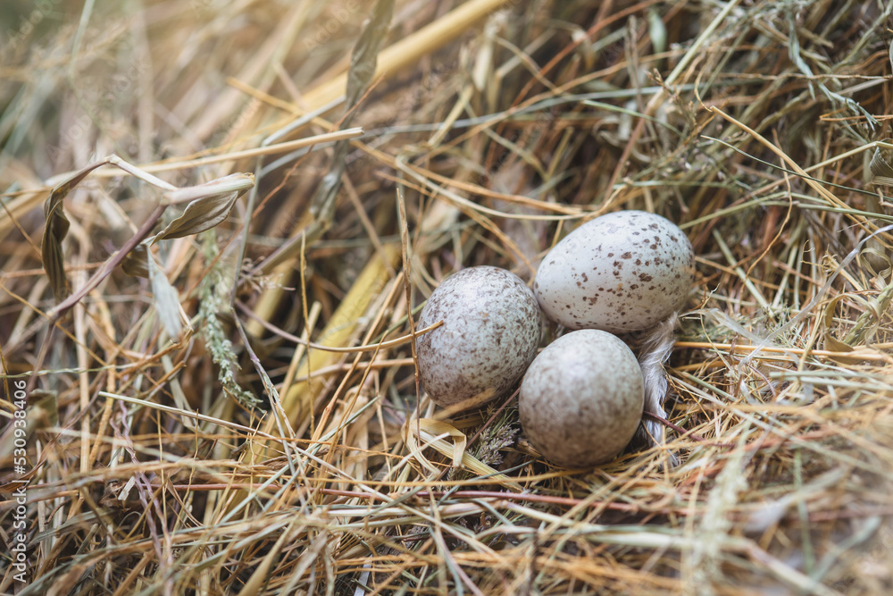Bird's nest on a branch. bird's nest on a tree. A nest filled with three cardinal eggs in the branches. Bird's nest on a branch. bird's nest on a tree. A nest filled with three cardinal eggs in the branches.