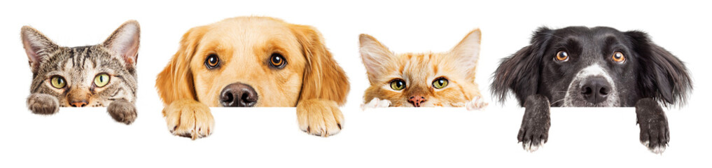 Ingelijste posters Bibliotheek Dogs and Cats Peeking Over Web Banner Extracted  © adogslifephoto