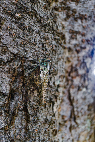 cicada (Hyalessa maculaticollis) on a tree photo