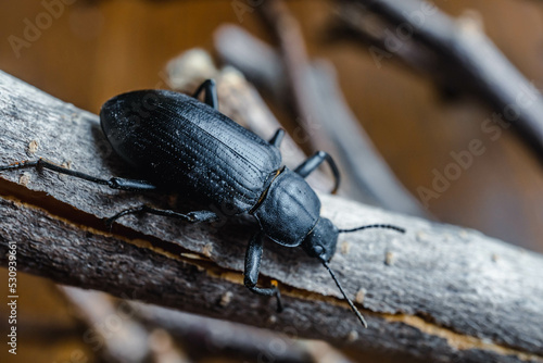 black beetle (Ground Beetle) on wood macro