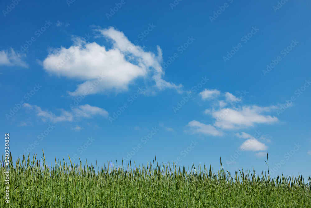 草原と青空