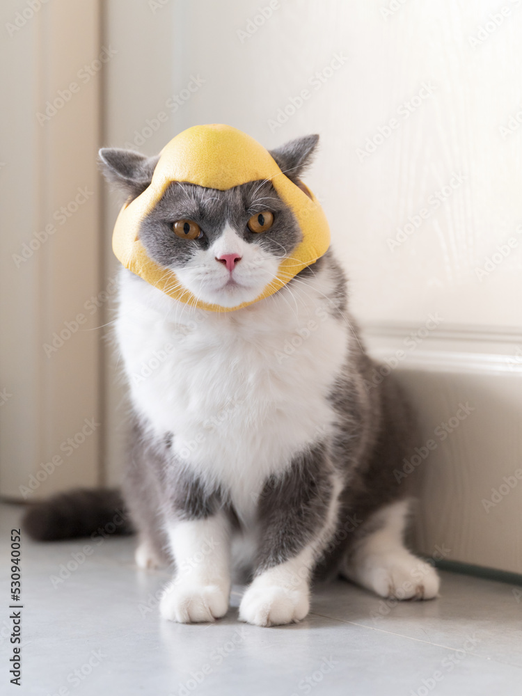British Shorthair cat wearing a helmet made of grapefruit skin