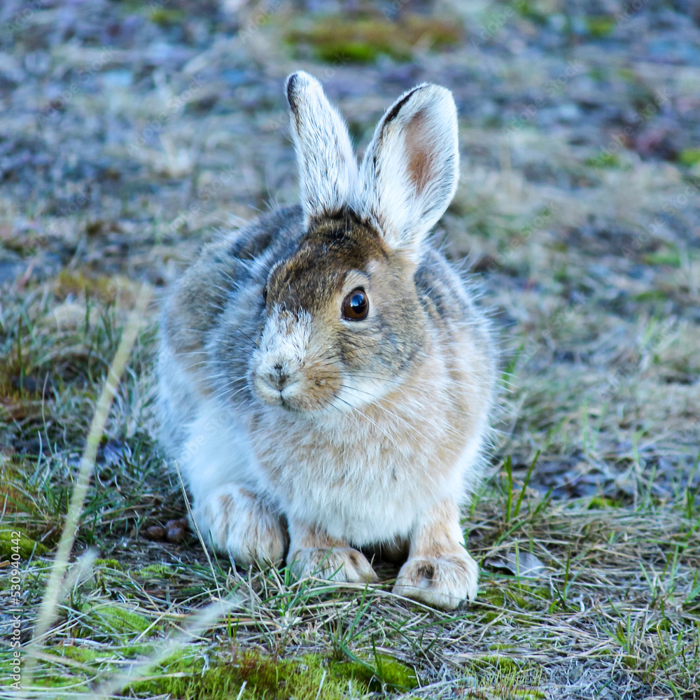 Fototapeta premium Spring Rabbit