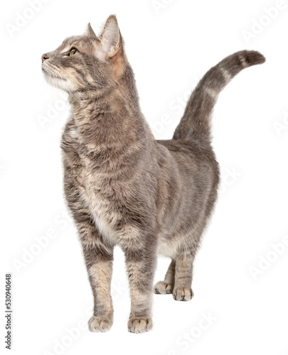 Curious Tabby Cat Stretching Neck Up Side - Extracted