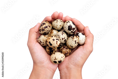 Pile of quail eggs in woman's hand isolated on white background with clipping path