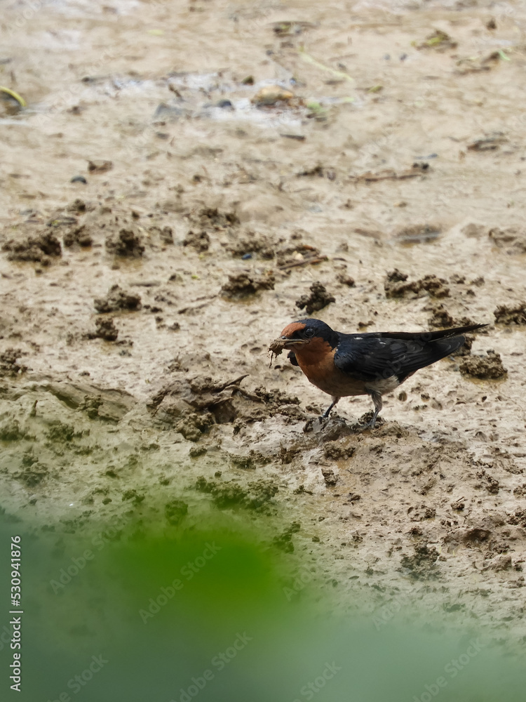 Obraz premium robin in the water