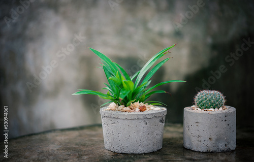 cactus or potted cactus on small pot on dark background