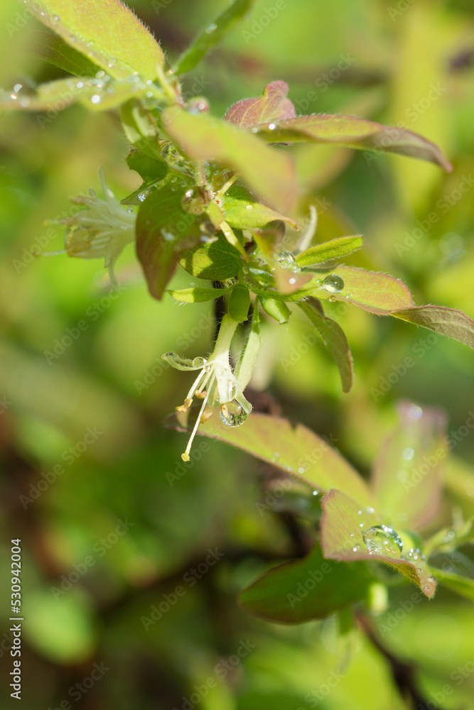 The blue honeysuckle (lat. Lonicera caerulea), of the family Caprifoliaceae. Central Russia. The blue honeysuckle (lat. Lonicera caerulea), of the family Caprifoliaceae. Central Russia.