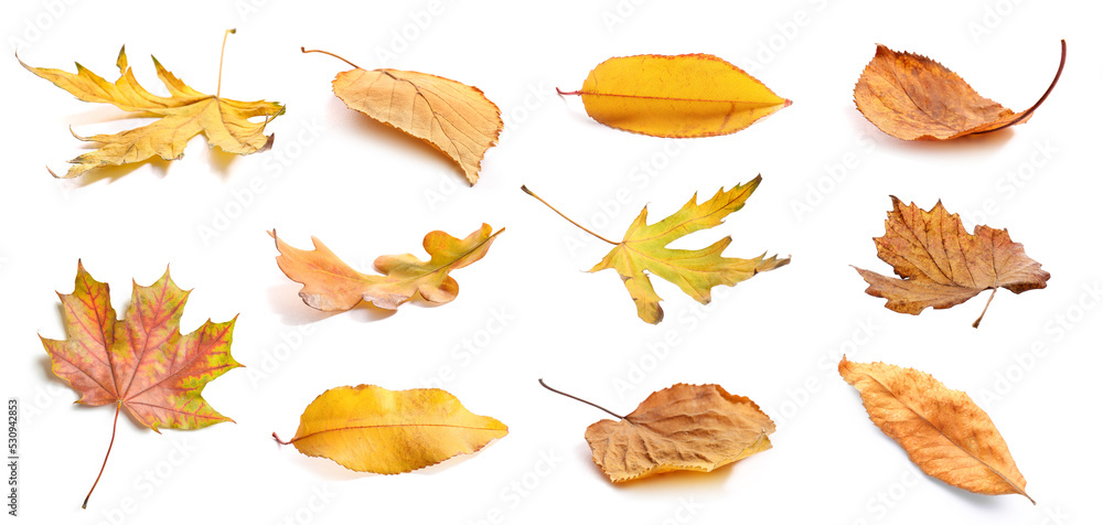 Set of different autumn leaves isolated on white Set of different autumn leaves isolated on white