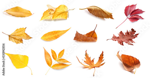 Set of many autumn leaves isolated on white