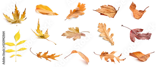 Set of dry autumn leaves isolated on white