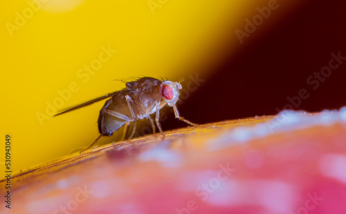A very small fruit fly sits on a ripe fruit