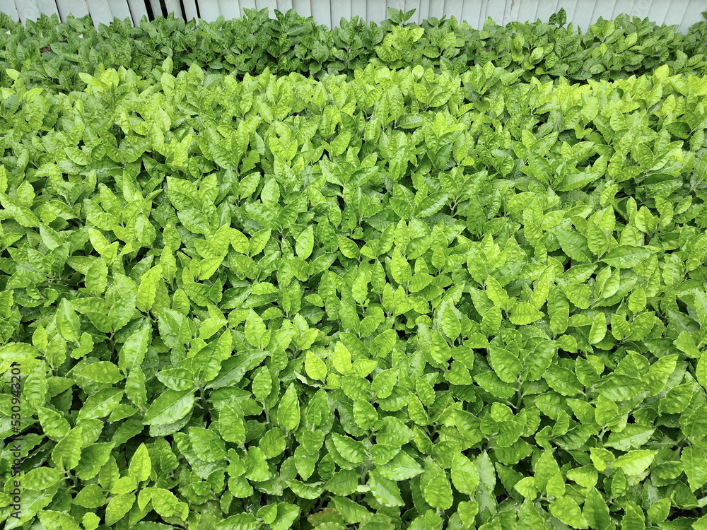 Bush of the Slipper Tree The flower has a dark green, lanceolate margin