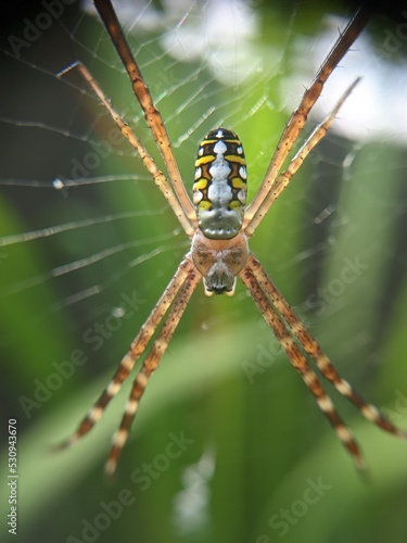 spider on a web