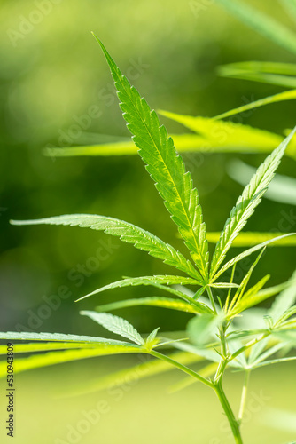 Cannabis plant on green natural garden Blur background. Cannabis plant or marijuana over green natural garden.