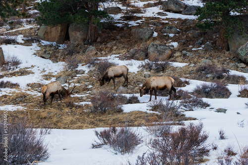 Elk of the Rocky Mountains