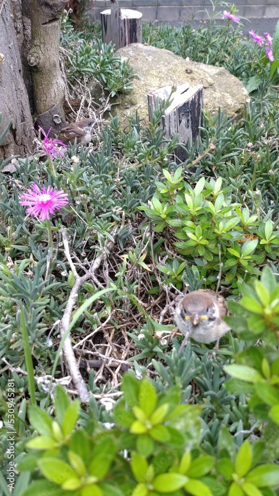 Obraz premium bird in the garden