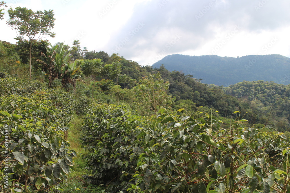 Coffee plantation in bolivian mountain jungle