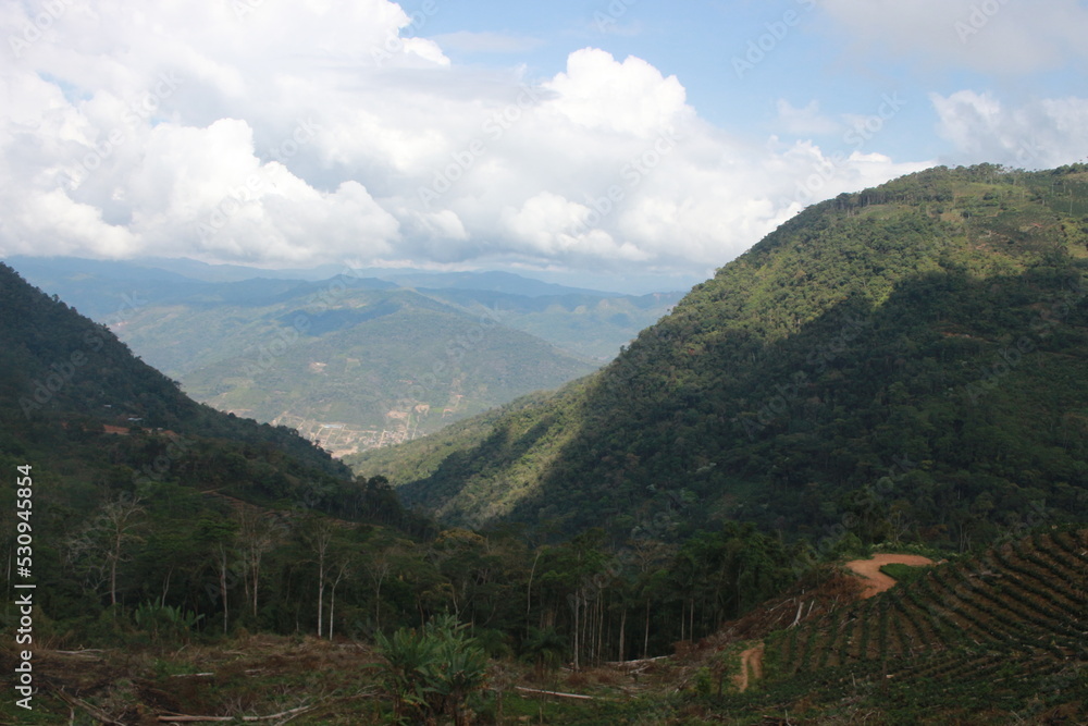 Obraz premium Coffee plantation in bolivian mountain jungle