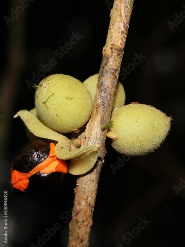 Fruits of neotropical tree Trichilia pallida photo