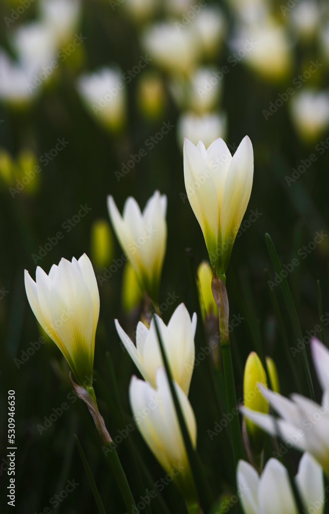 close-up of white autumn zephyrlily close-up of white autumn zephyrlily