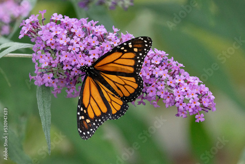 Male Monarch Butterfly on Purple Butterfly Bush © Crystal