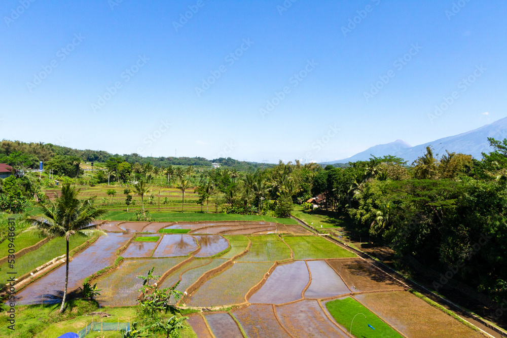 Aerial view of vibrant green and brown rice paddies interspersed with palm trees and lush vegetation under a clear blue sky. Tranquil rural landscape Aerial view of vibrant green and brown rice paddies interspersed with palm trees and lush vegetation under a clear blue sky. Tranquil rural landscape