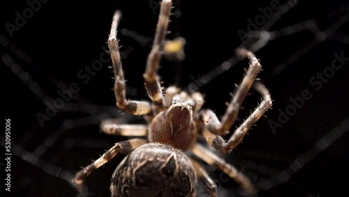 A large orb weaver spider with mottled markings across its back is looking at the small fly stuck in its web and then jumping to catch it photo