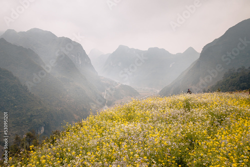 Field of yellow flowers on the Ha Giang Loop with mountains in the background on a misty day photo