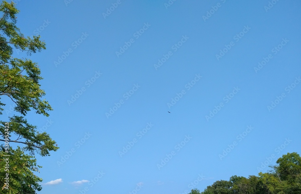 Flying Bird Against Blue September Sky Flying Bird Against Blue September Sky