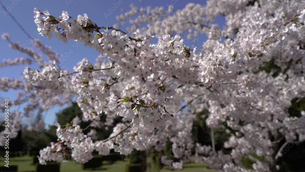Spring. The tree blossomed with flowers. Spring. The tree blossomed with flowers.