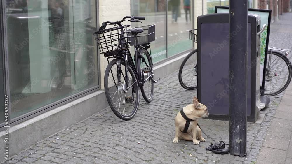 Dog breed French bulldog waiting for the owners. Dog breed French bulldog waiting for the owners.