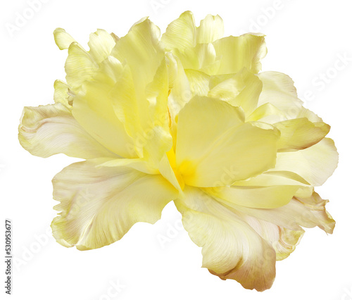 Yellow tulip  flower  on  isolated background with clipping path. Closeup. For design.   Transparent background.   Nature.