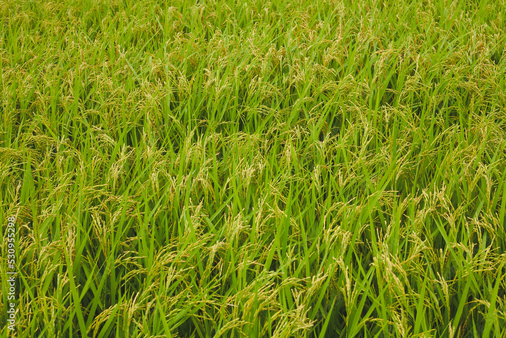 Obraz premium green grass background