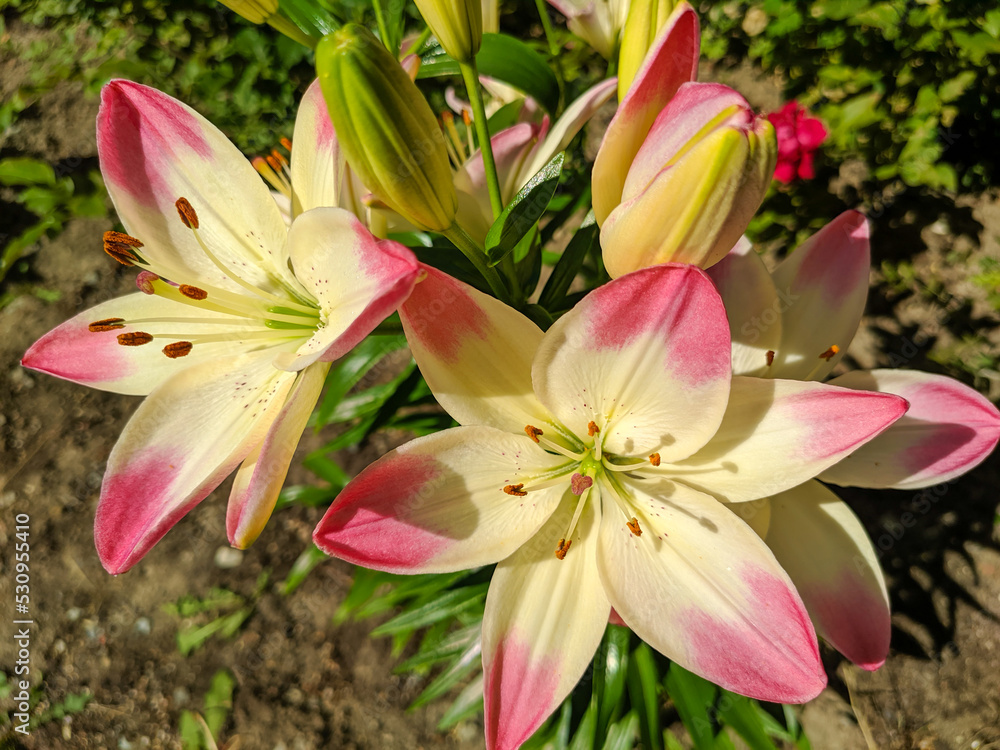 Fototapeta premium Bright marlene lily flowers grow in a flower bed on a sunny summer day. Close-up