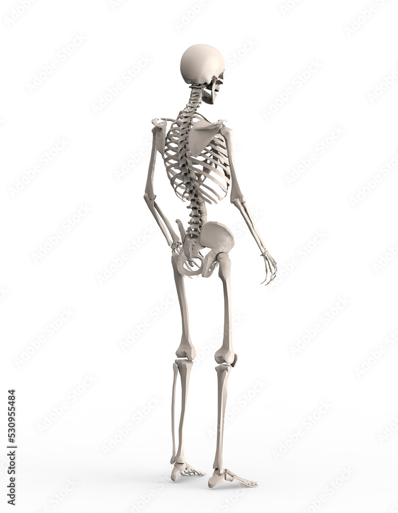 人間の骨格 人間の骨格