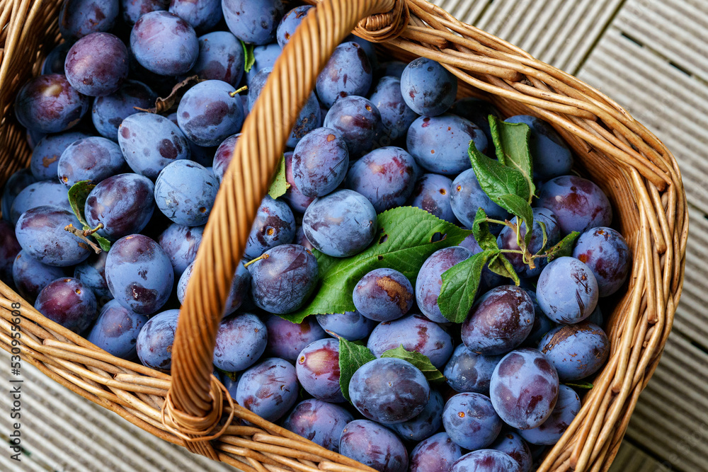 Fototapeta premium Plums in a wicker basket in the sun in the summer garden.Fresh plums. Farm organic bio fruits. plum abundance