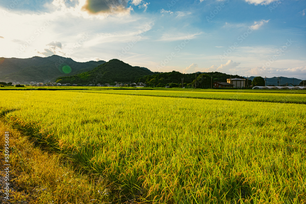 Fototapeta premium 逆光の稲穂