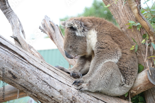 Photography A sleeping koala on the tree