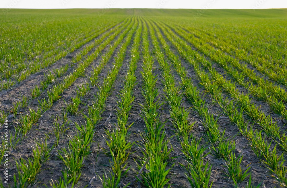 Wheat field.Evening golden hour. Ukraine. Wheat field.Evening golden hour. Ukraine.