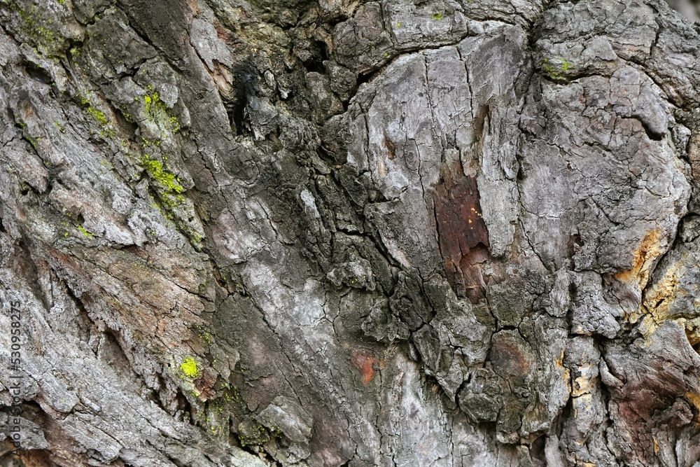large tree bark photo The gray has a beautiful pattern. large tree bark photo The gray has a beautiful pattern.