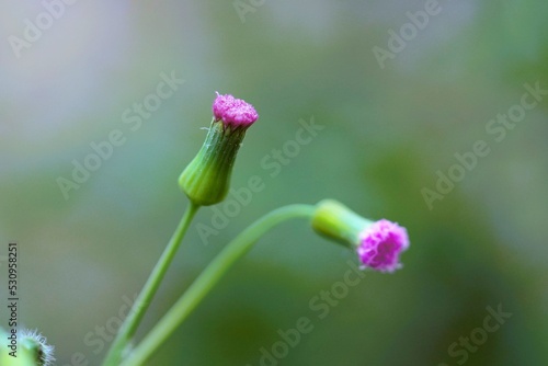 Two purple grass flowers are about to bloom © ชัชวาลย์ วาโยบุตร