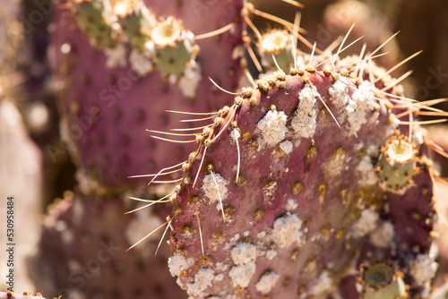 A Cactus fungus pest Dactylopius coccus, coats the face of a cactus. photo
