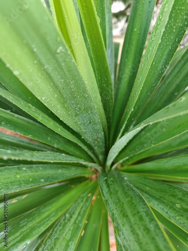 A green plant with rain dew on it