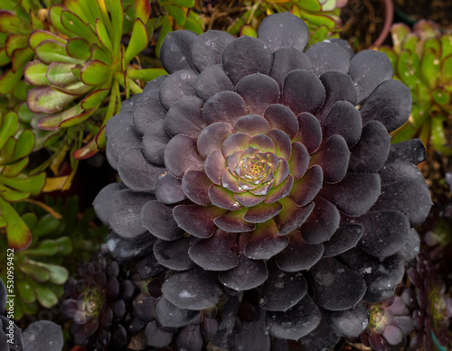 Aeonium arboreum zwartkop - Beautiful garden succulent photo