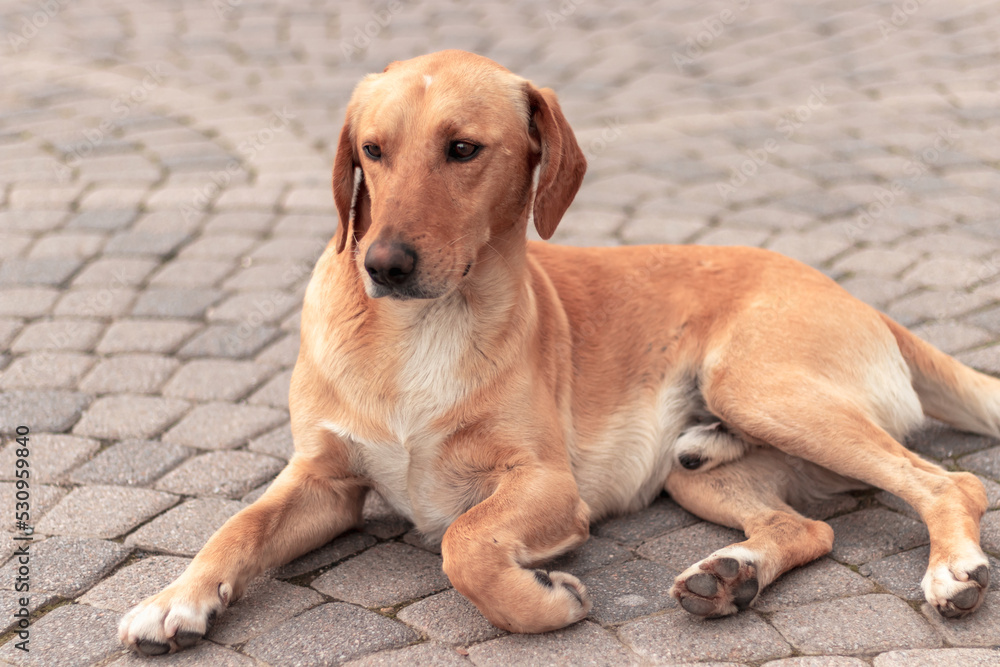 A red-haired stray dog is lying in the middle of the street. A red-haired stray dog is lying in the middle of the street.