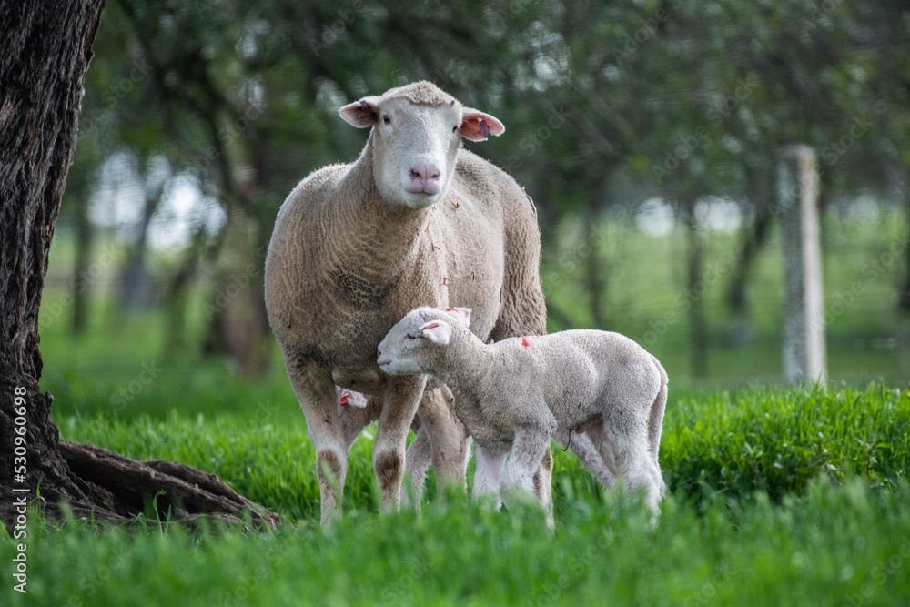 Obraz premium Mother sheep looking at the camera in the green pasture while her lamb is ready to feed.