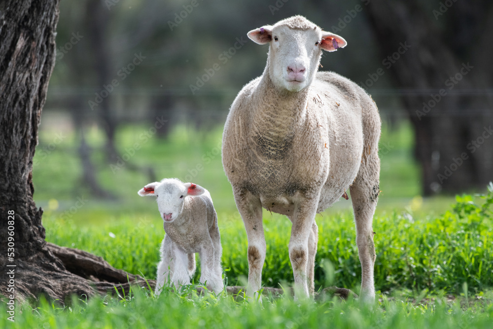 Mother sheep and lamb looking at the camera in the green pasture. Mother sheep and lamb looking at the camera in the green pasture.