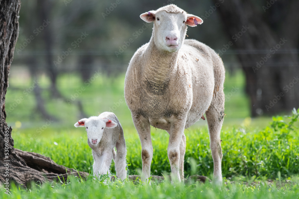 Obraz premium Mother sheep and lamb looking at the camera in the green pasture.