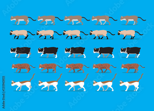 Animal Animation Sequence Cat Oriental Dragon li Manx Siamese Tonkinese Singapura Cartoon Walking